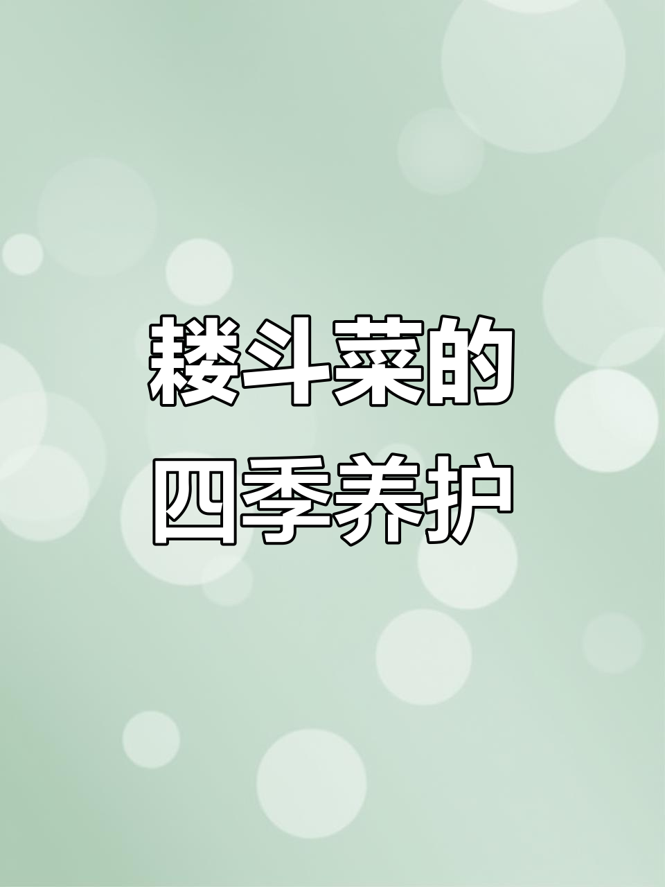 耧斗菜种植技巧:从秋冬到春夏的养护心得