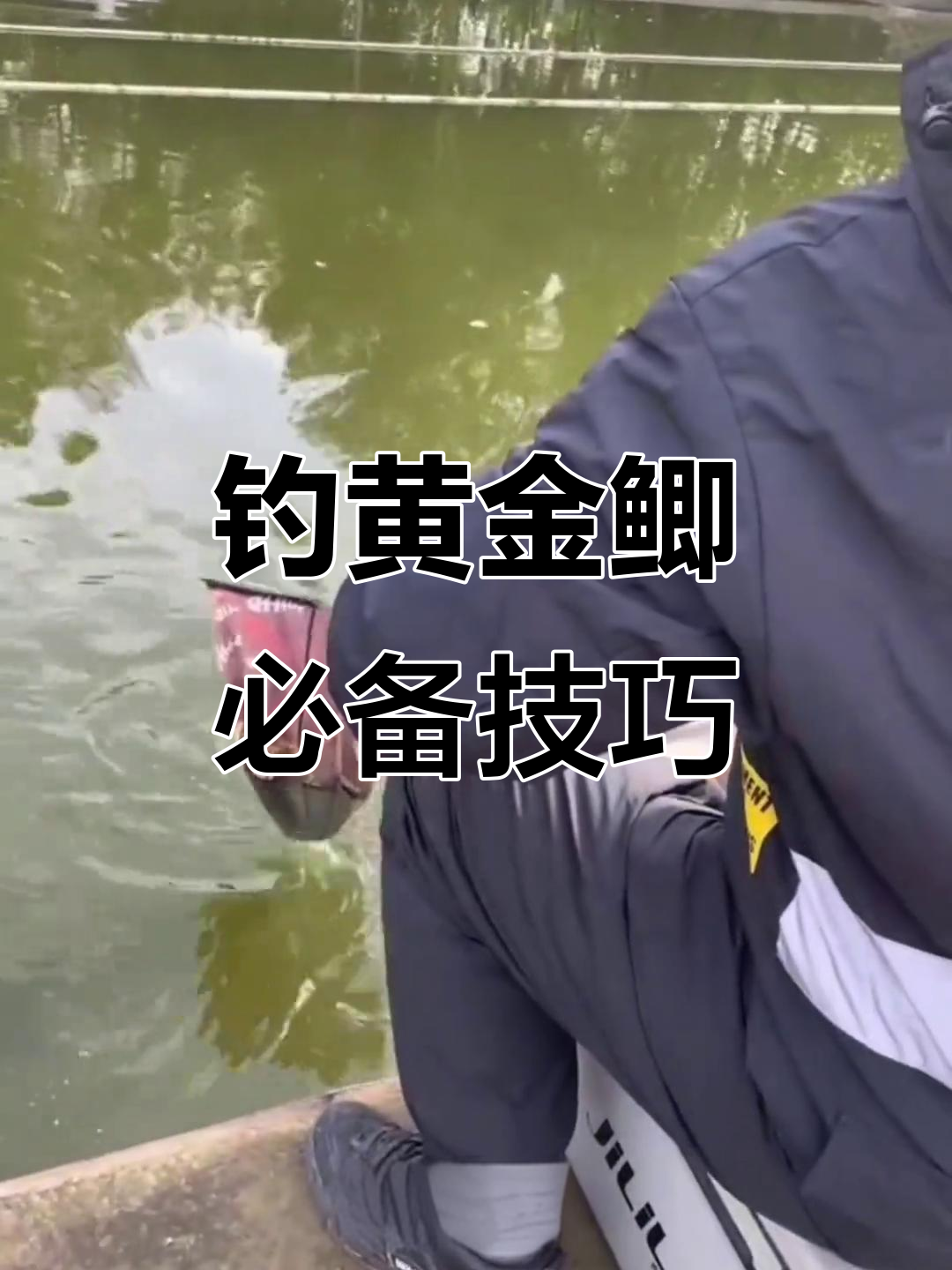 黄金鲫鱼连杆秘诀,散泡搭配全攻略