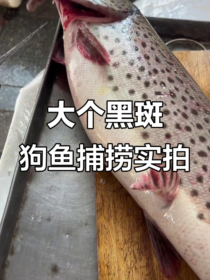 乌苏里江大黑斑狗鱼,16斤重鲜美无比,渔民技艺精湛
