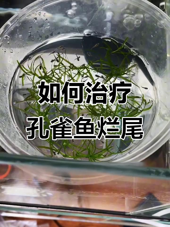 孔雀鱼烂尾原因及治疗方法全解析