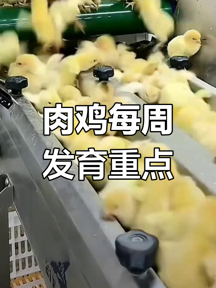 肉鸡生长周期关键点解析