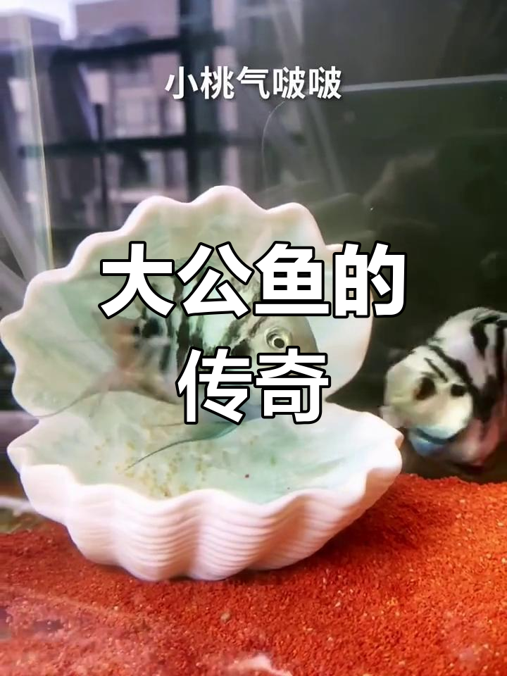 这条大公鱼功不可没,见证了无数后代诞生的奇迹时刻