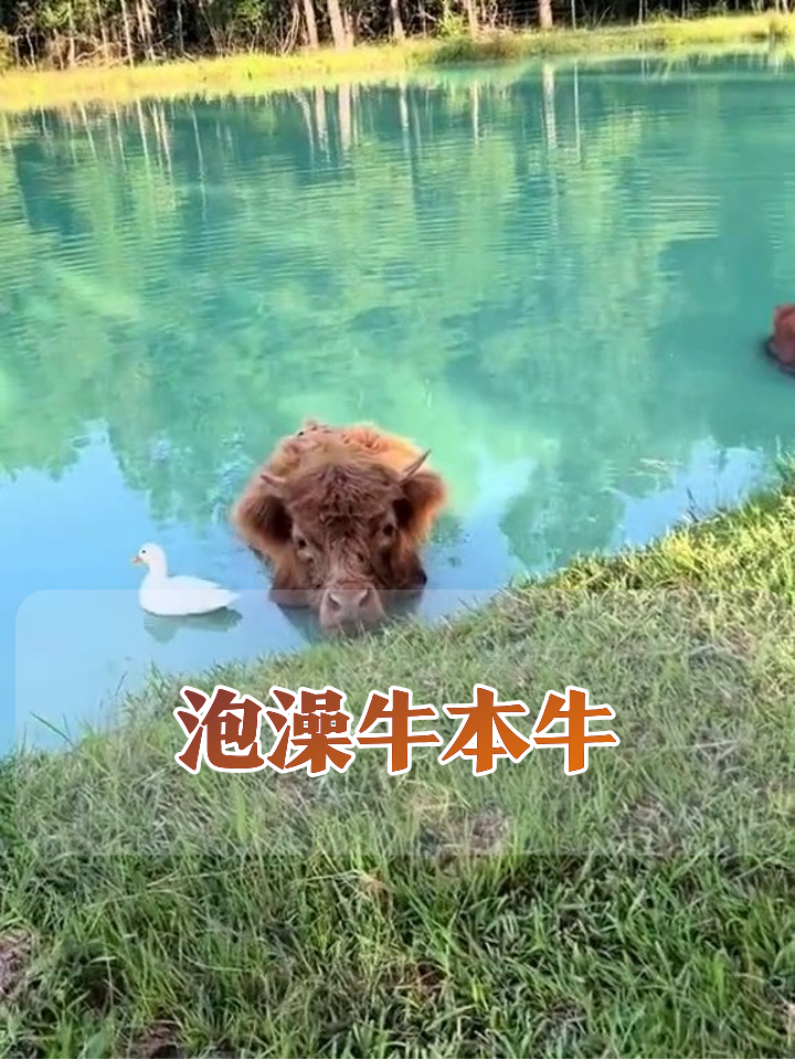 牛泡泳池只露头成表情包,白鸭贴身当保镖太逗