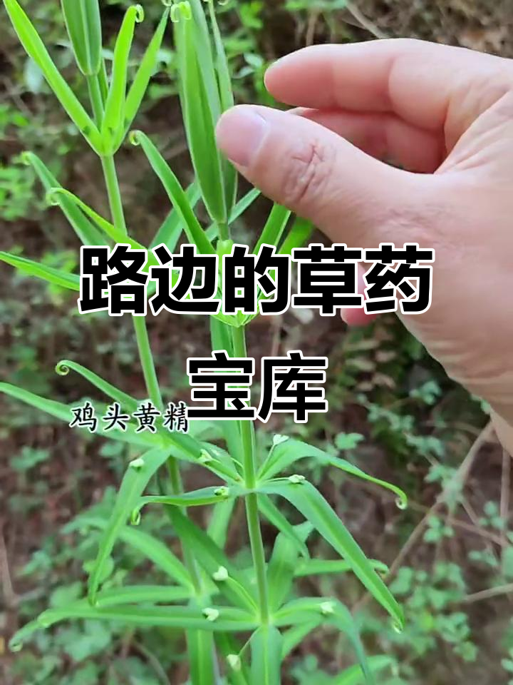 路边草药大揭秘,百种草本植物全解析