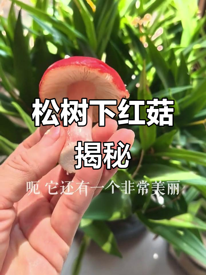 红菇:松树下的美味蘑菇,价格惊人!