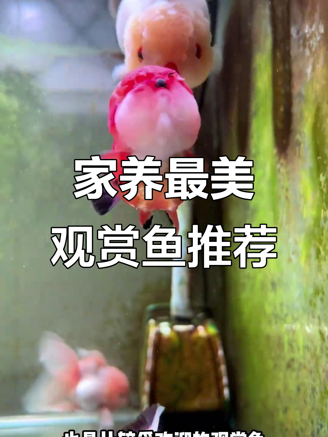 12种适合家养的观赏鱼,价格不贵又美丽