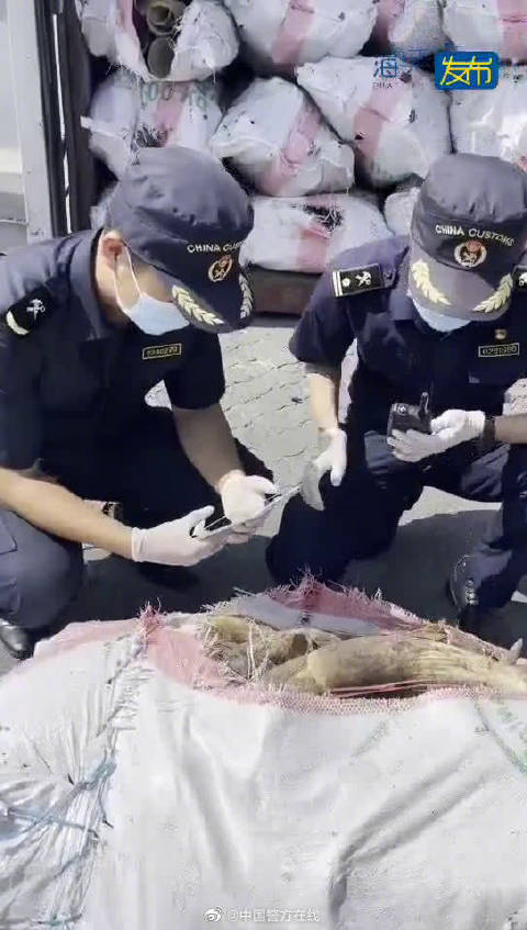 「黑寡妇有多毒」寇蛛属蜘蛛俗名“黑寡妇”,是目前已知所有蜘蛛种类中毒性最强的,性格凶猛,极