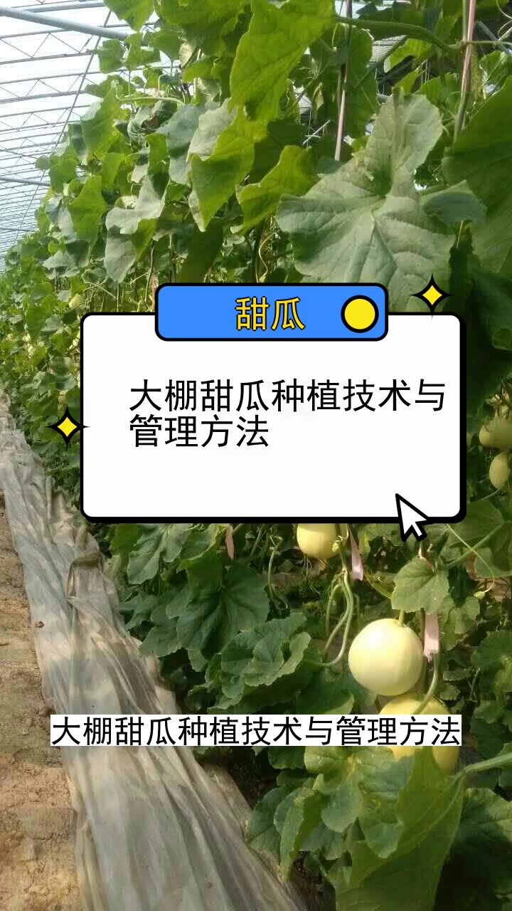 大棚甜瓜种植技术与管理方法