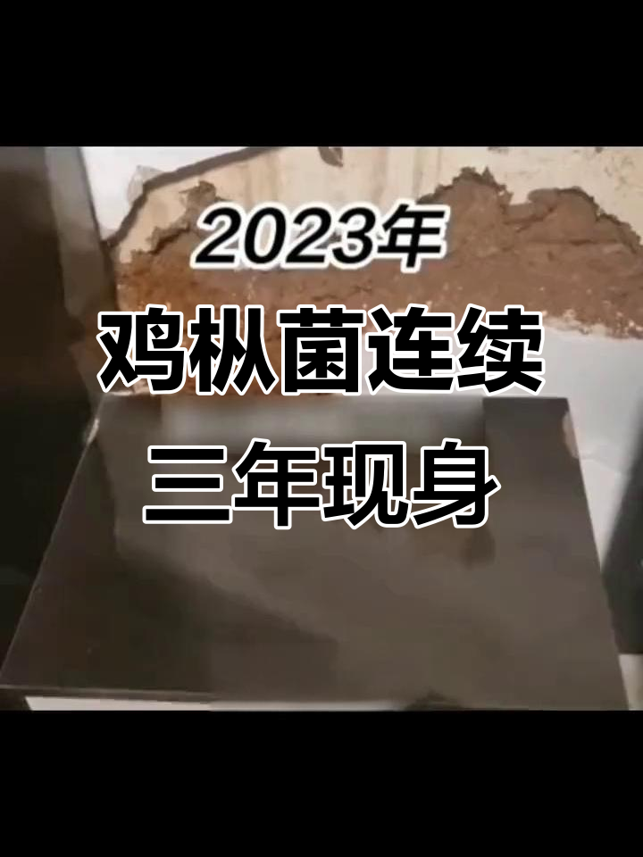 2021年野生鸡枞菌三年“驻足”网友家