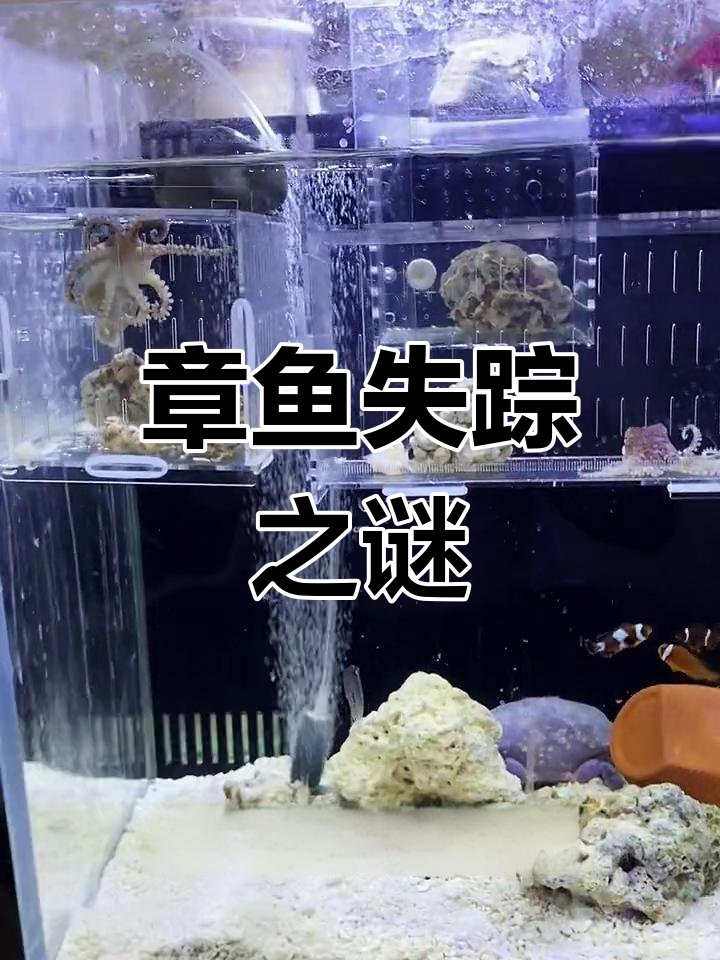 蓝花章鱼到底去哪了?
