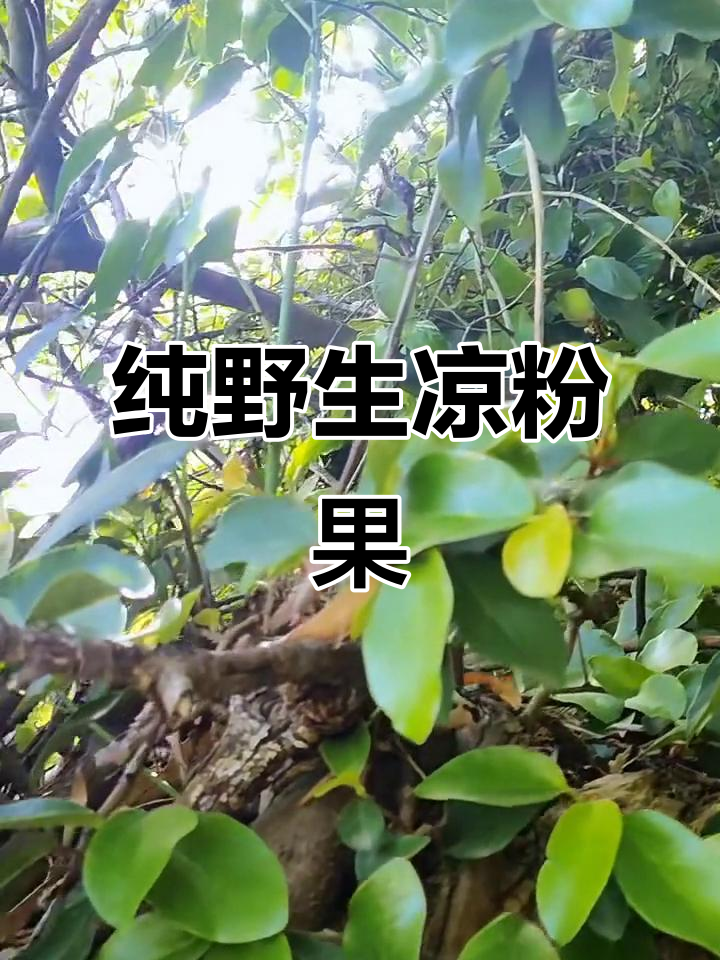 火锅料变锅底,辣味十足的野生凉粉果薜荔