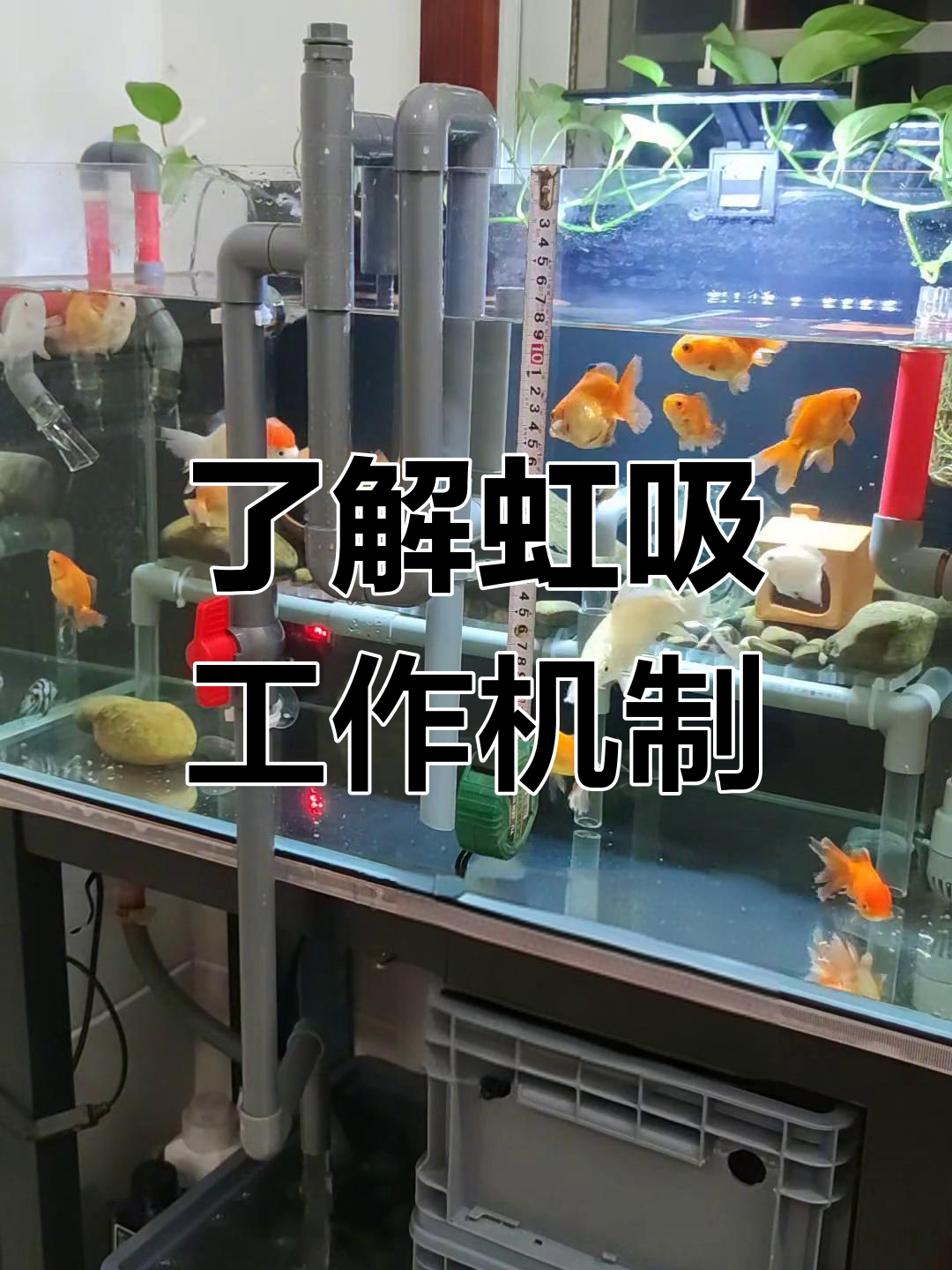 完整解析虹吸原理,鱼缸过滤系统操作全解