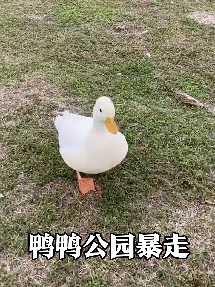 大白鸭海边起飞后公园暴走,呆萌模样引围观