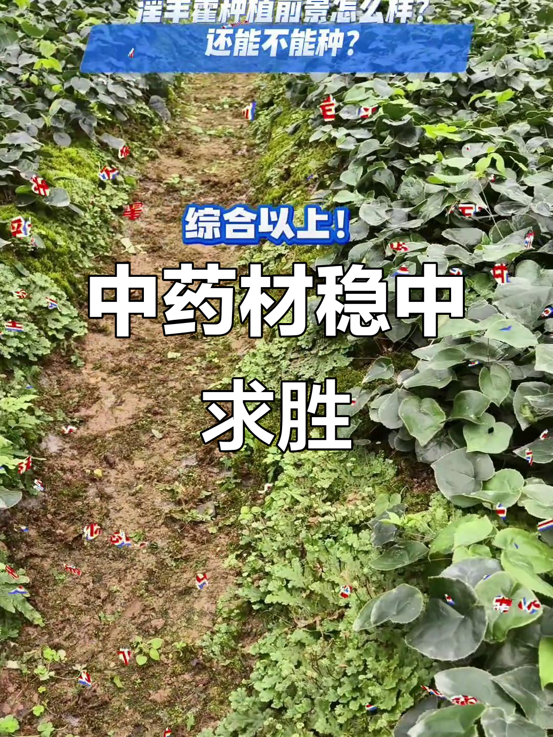 淫羊藿市场稳定,价格波动小,成为中药材中的“常青树”