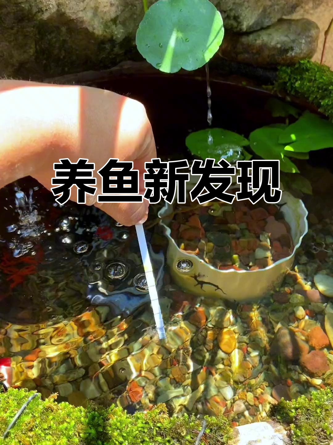 清澈的水里鱼儿频死，测试纸揭秘养鱼秘诀！