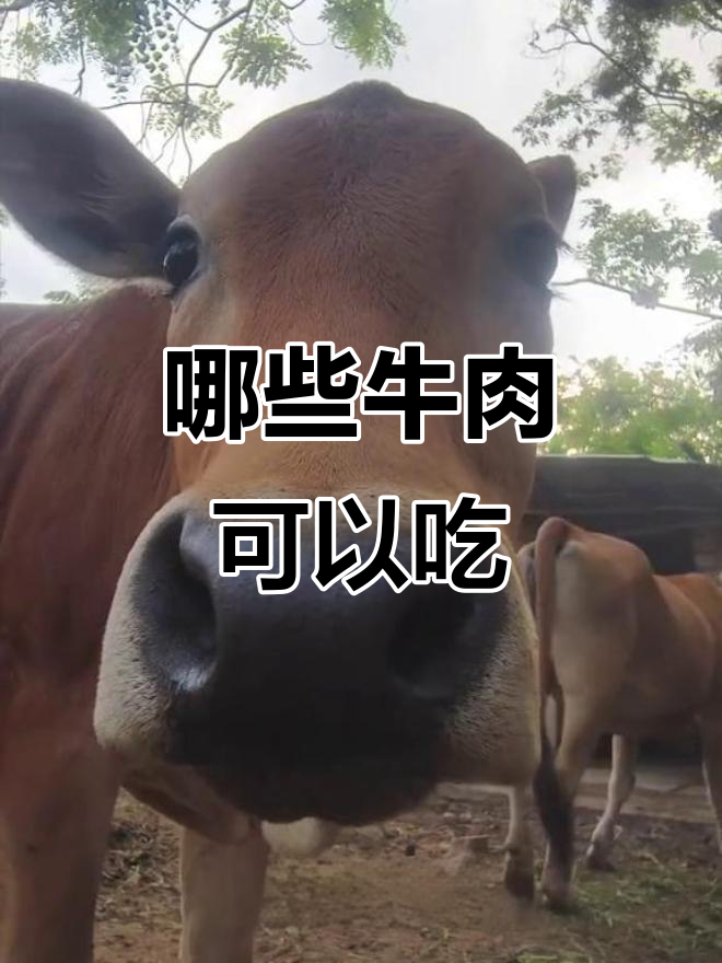 这些牛能吃吗?从白质野牛到土黄牛,你能吃的只有这些