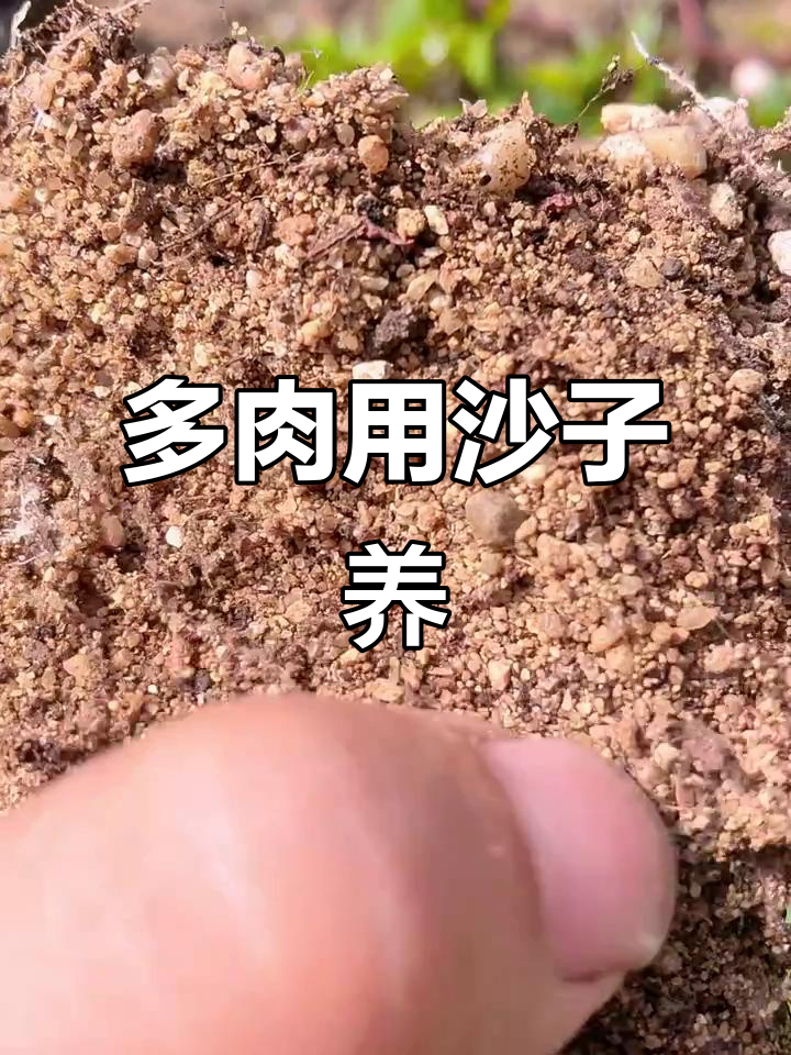 纯沙养殖雪燕多肉,根系超强发展!