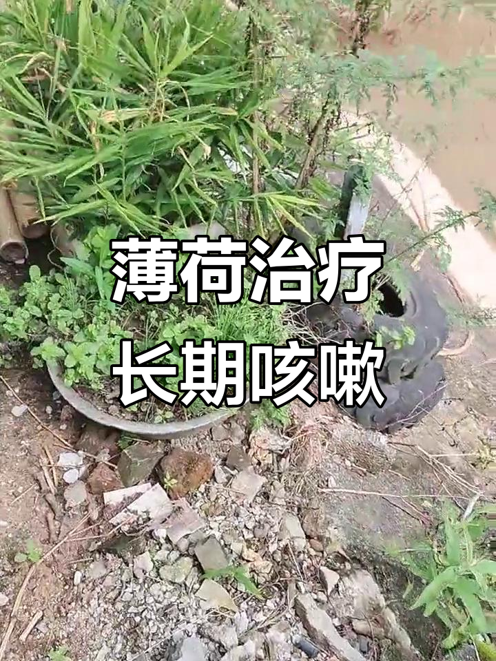 薄荷治咳嗽,农村人都知道的小偏方
