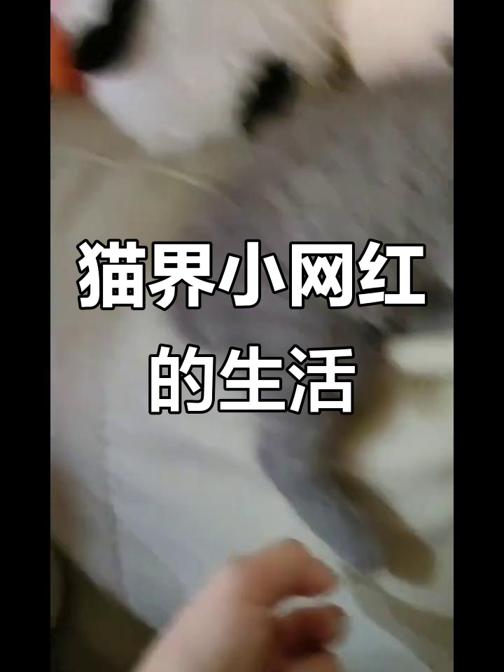泡芙豆包日常大揭秘,猫咪的萌态与小秘密