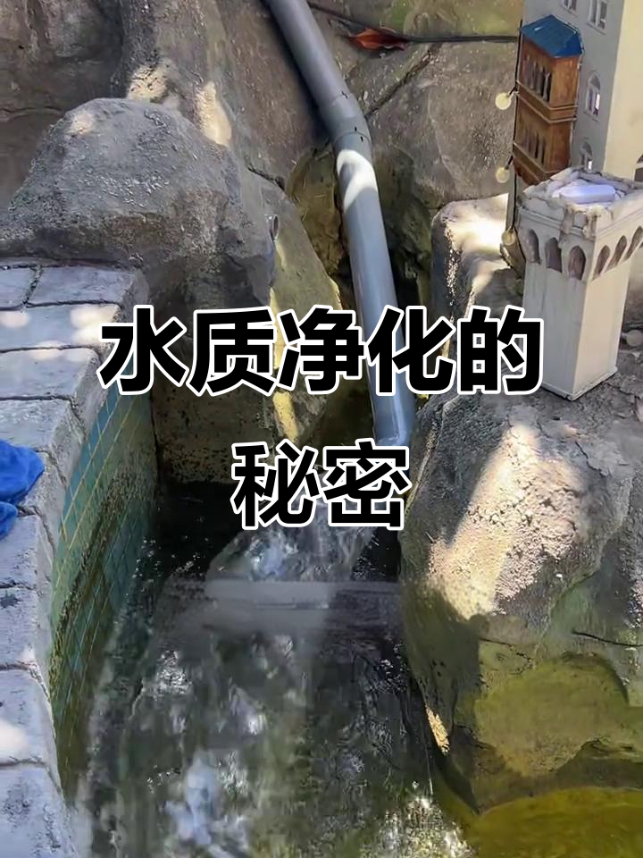 生态鱼池水循环揭秘:如何实现水质净化与死角处理