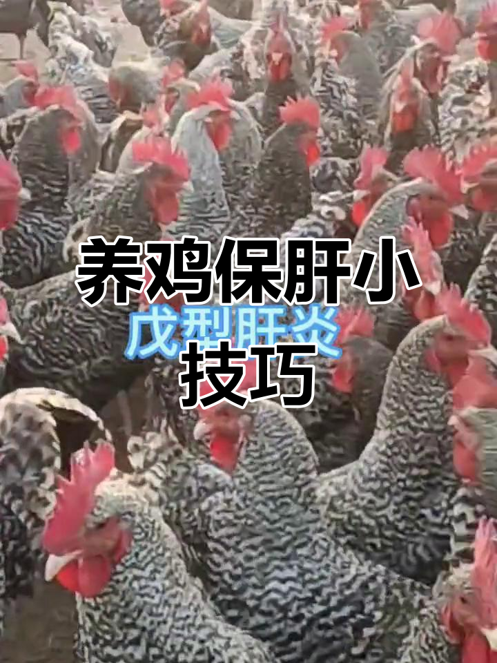 鸡肝病防治全攻略:如何避免黄曲霉素的危害