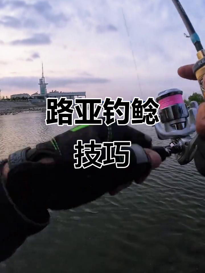 坝下鲶鱼成群,路亚钓法轻松上手