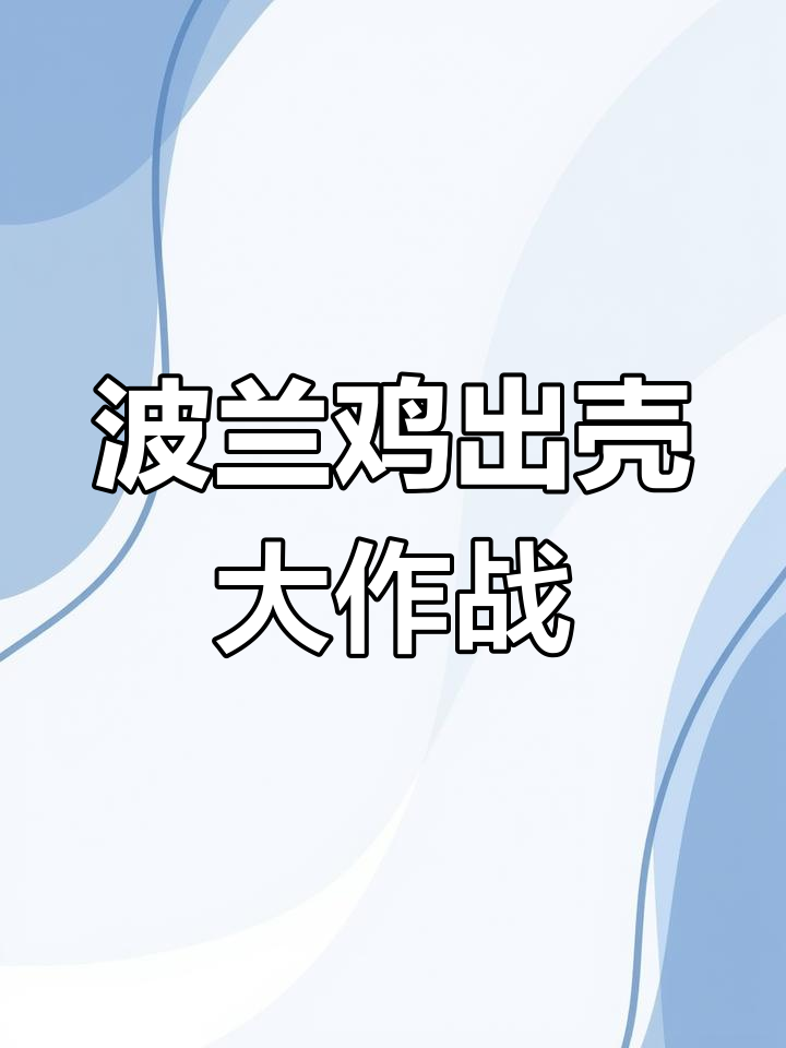 波兰鸡孵化全过程,人工助产惊心动魄