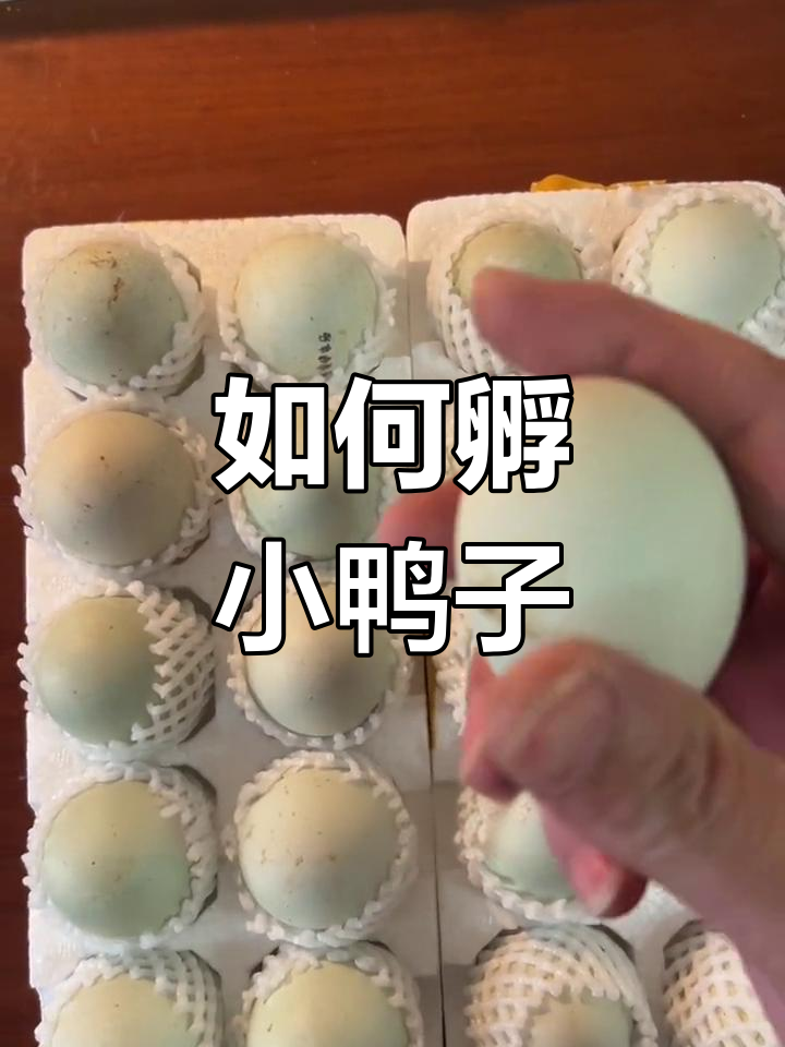 绿头麻鸭孵化全流程,轻松学会