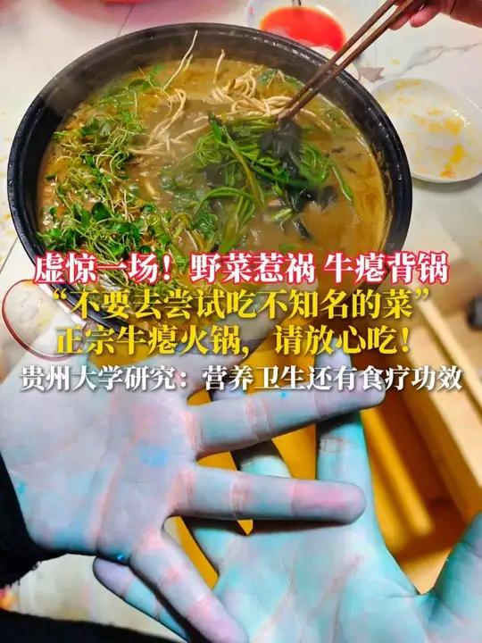 虚惊一场！野菜惹祸，牛瘪背锅，“不要去尝试吃不知名的菜”，正 宗牛瘪火锅，请放心吃！贵州大