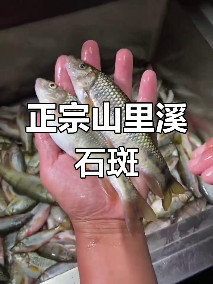 野生溪石斑鱼,鲜美又营养的山里小河美味