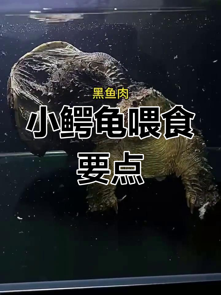 小鳄龟的饮食指南:吃什么最合适