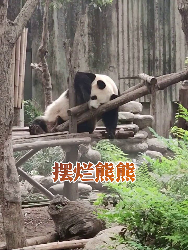 熊猫摸鱼姿势太真实!木头被压出表情包,网友:这是我上班状态