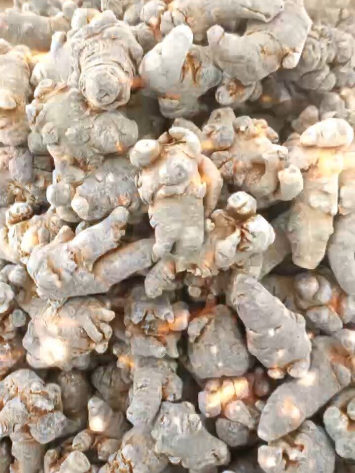 田七的功效与作用