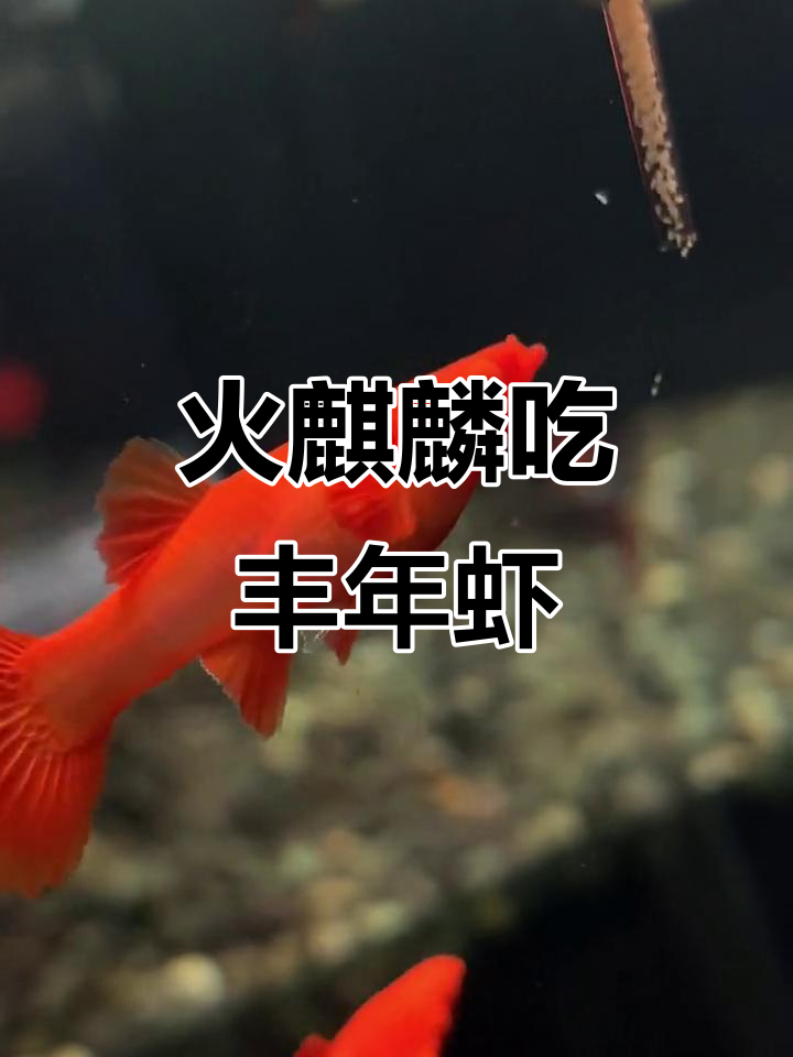 火麒麟孔雀鱼喂丰年虾,双粉水鸿运当头展示