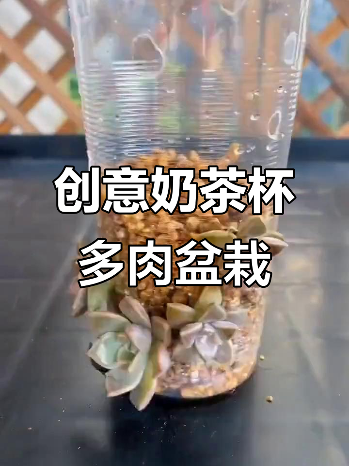 用奶茶杯打造高颜值多肉拼栽,简单又有趣