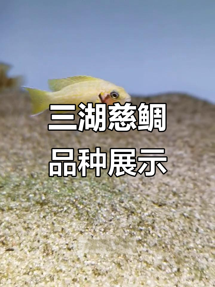 黑花向日葵、黄帆天堂鸟与卷贝,三湖慈鲷品种大揭秘
