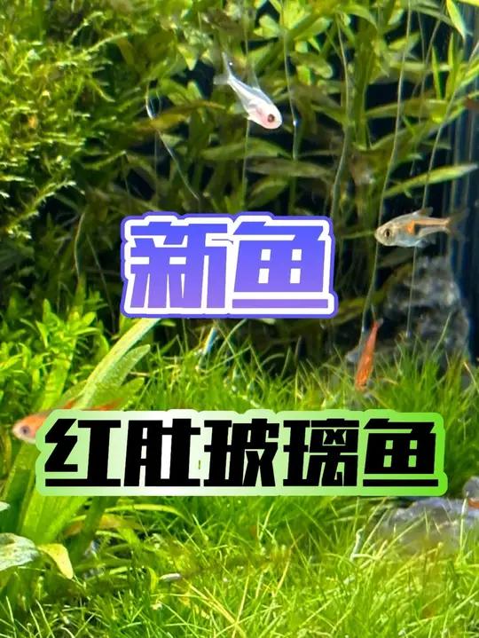 红肚玻璃鱼,可爱到透明!