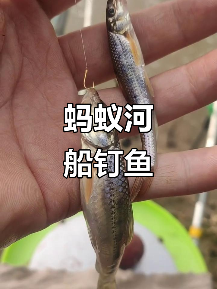 蚂蚁河船钉鱼,渔民技艺传承与挑战