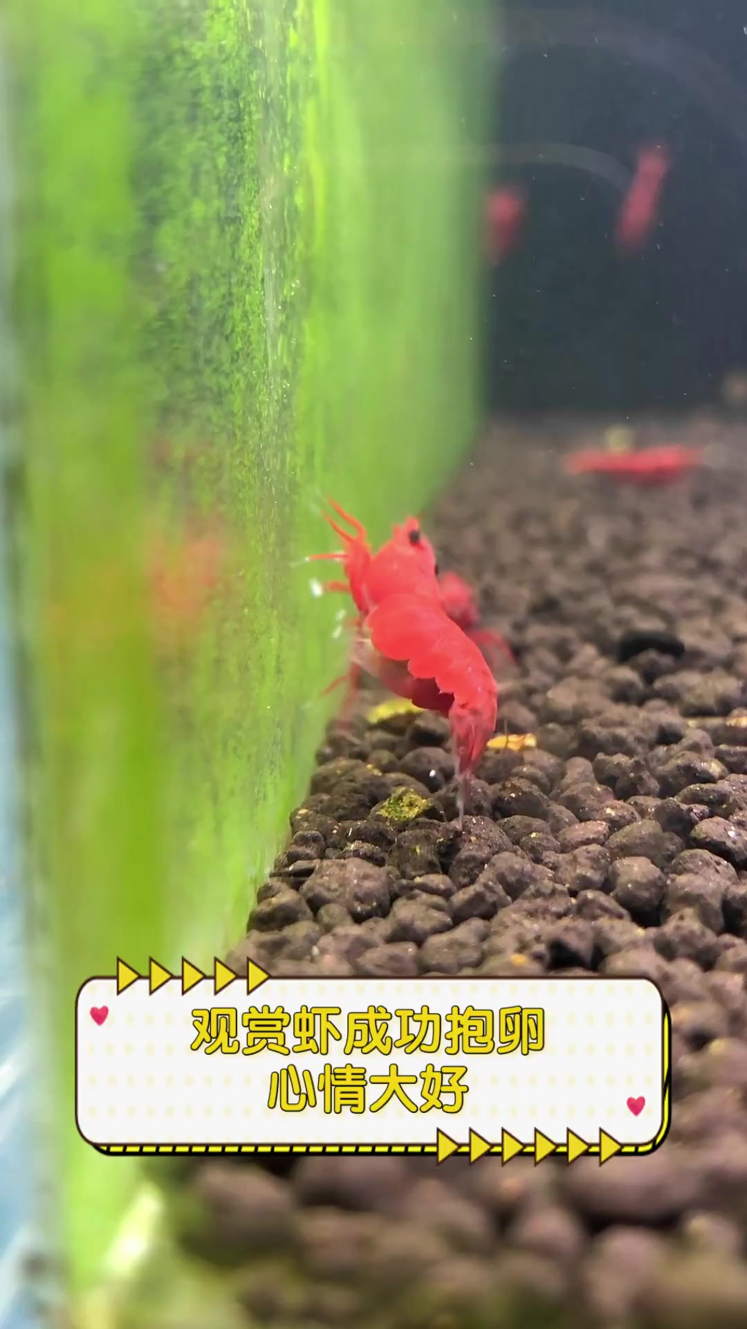 观赏虾成功抱卵,心情大好