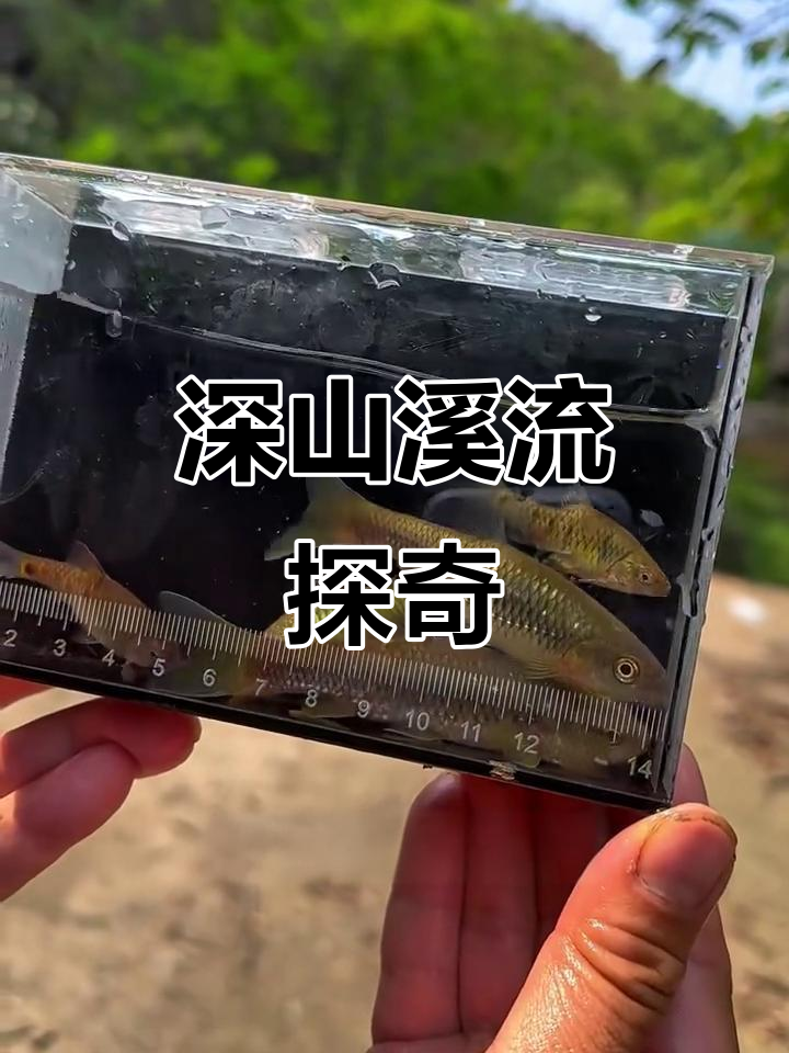 深山溪流大揭秘，超多奇特鱼种等你来发现！