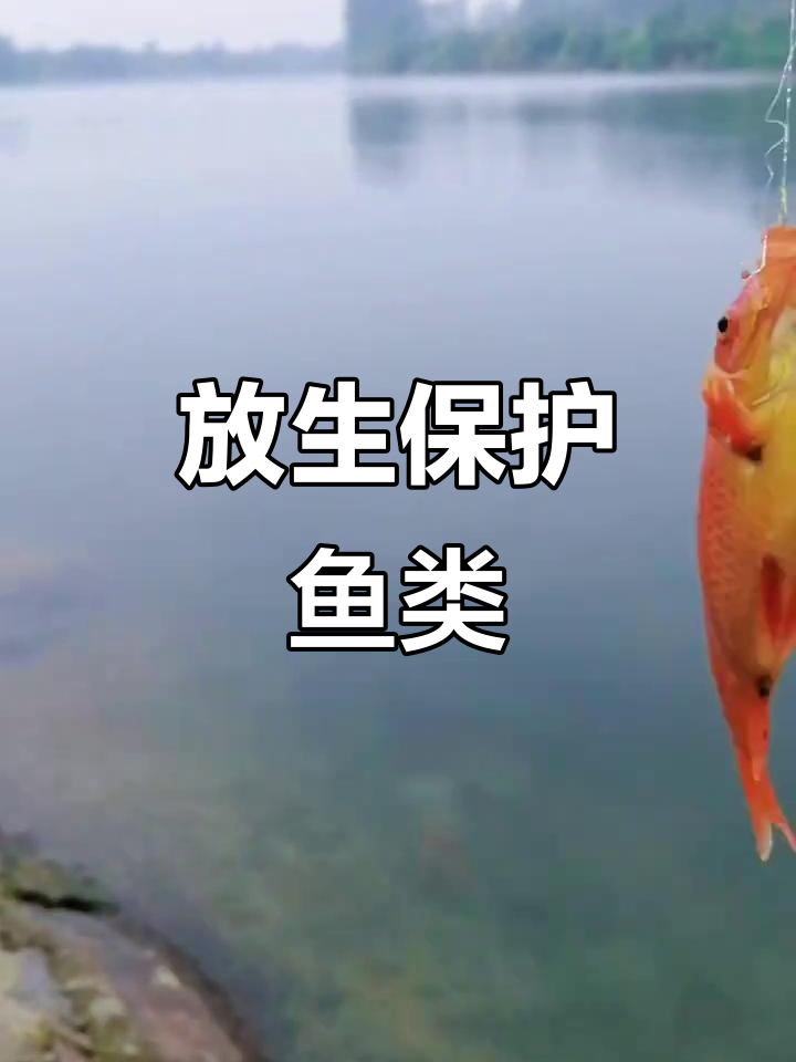 野生华鳈鱼与大鲤子，放生才是最正确的选择