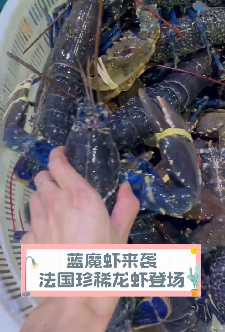 蓝魔虾来袭,法国珍稀龙虾登场