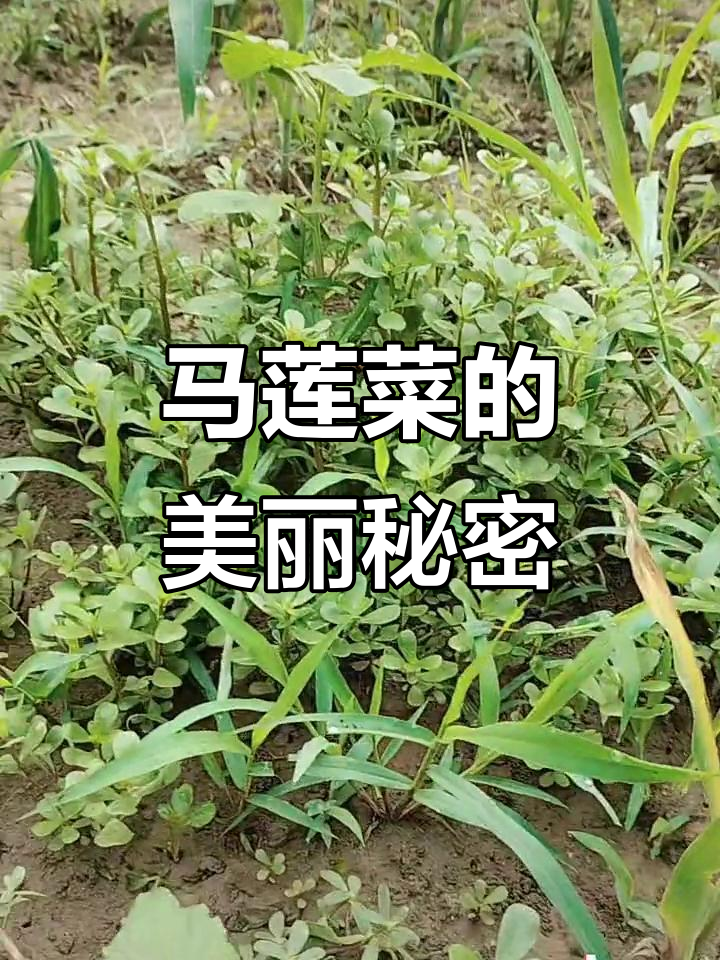 农村美食马莲菜,美容养颜又好吃
