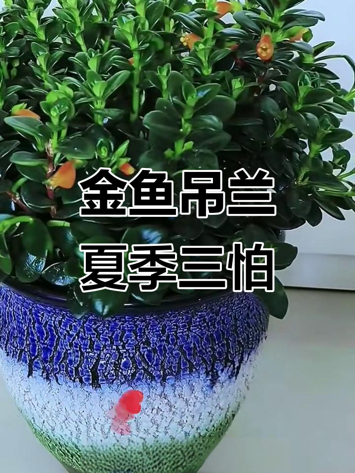夏季金鱼吊兰养护三大禁忌,避免这些让它健康度夏