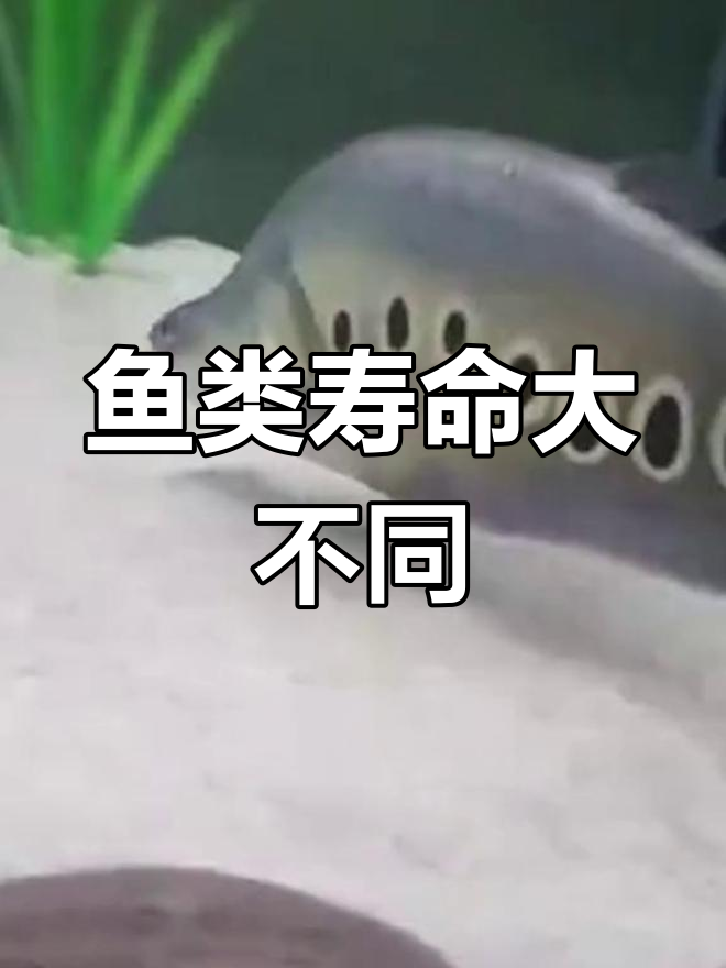 各种观赏鱼寿命揭秘,锦鲤能活百年