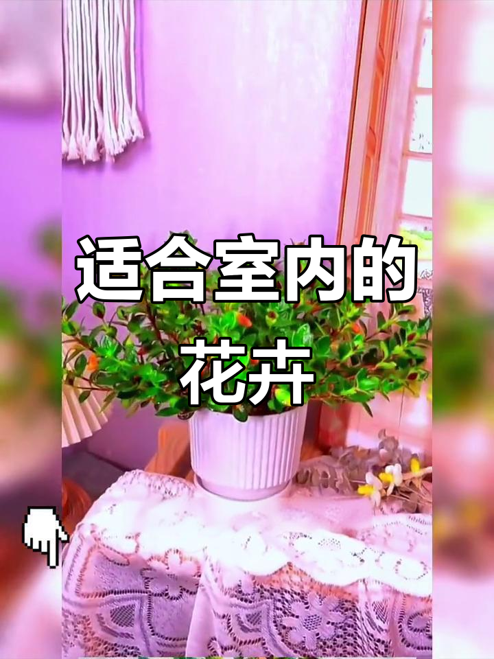 室内花卉盆栽推荐,打造绿意盎然的家居环境