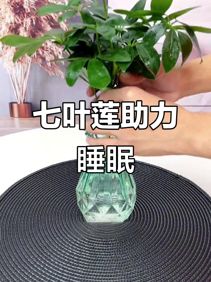 七叶莲鸭脚木:空气净化又助眠,卧室必备绿植