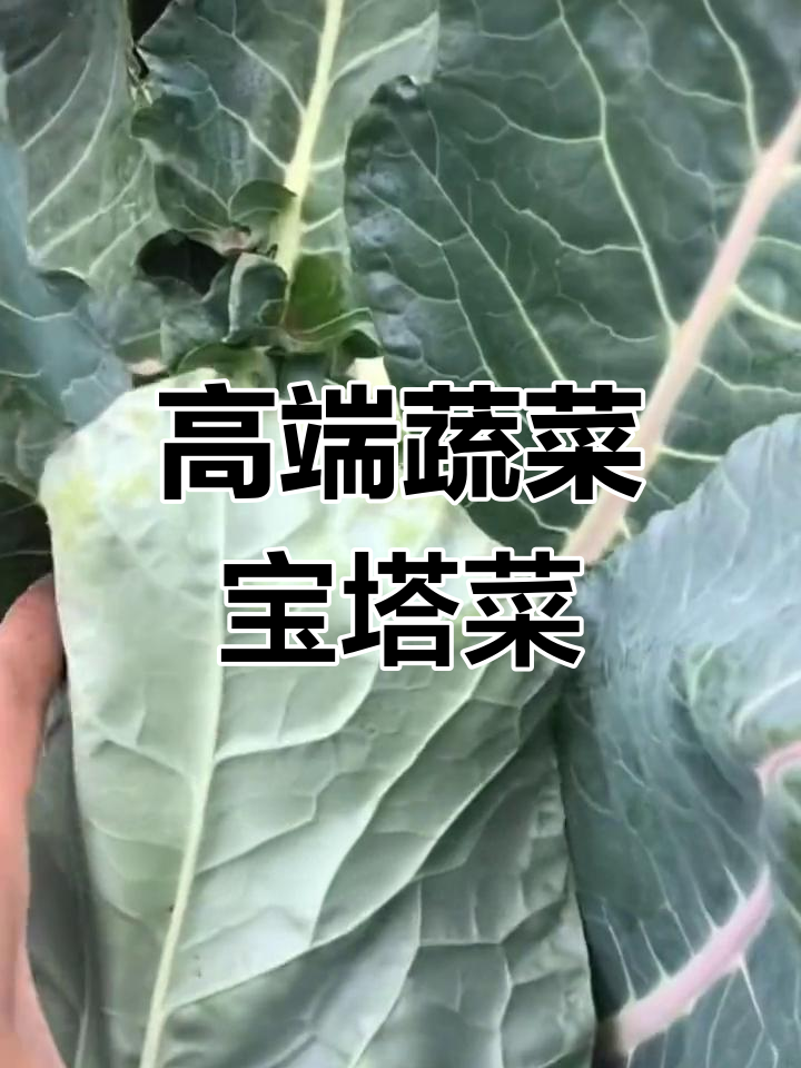 宝塔菜,营养丰富价格高,堪称高端蔬菜