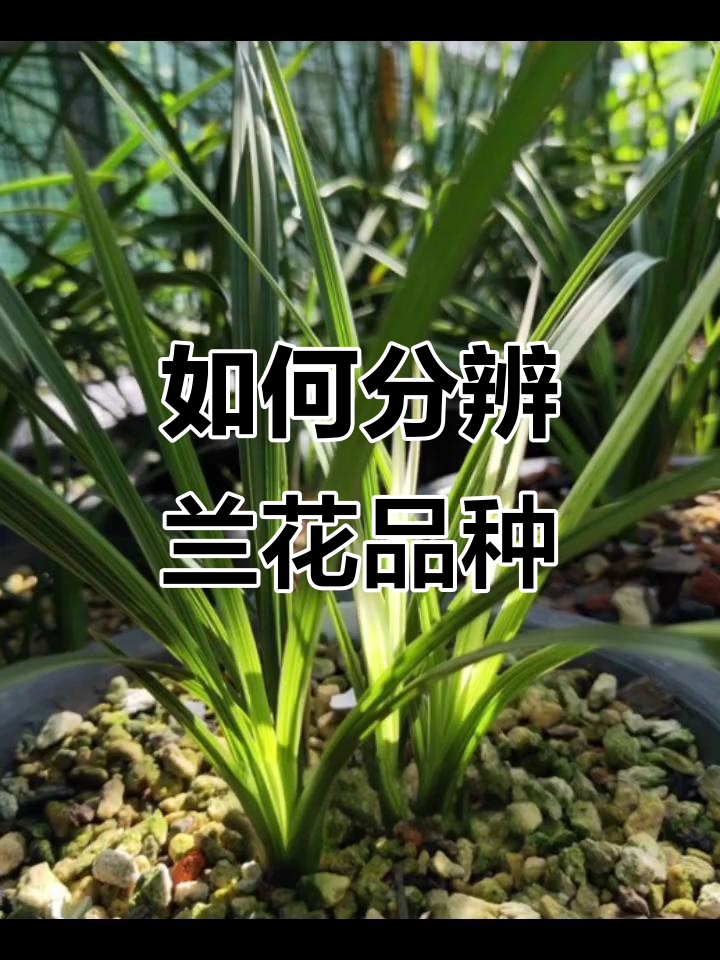 兰花品种如何区分?从叶片到花朵的识别技巧