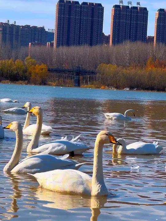 三门峡天鹅再次回归,天鹅湖又热闹起来了!三门峡 天鹅湖 三门峡网红打卡地 人与自然和谐共处